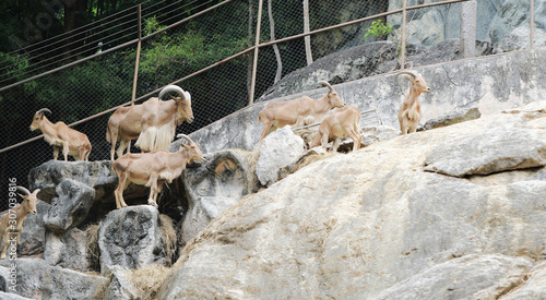 Barbary sheep in zoo and copy space.