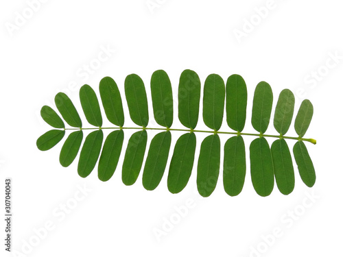 Plant with green leaves. Green leaf on white background.