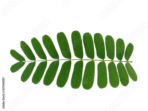 Plant with green leaves. Green leaf on white background.