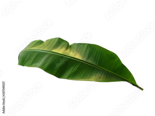 Banana tree with green leaves. The name of the plant is Musaceae. Banana leaf on white background.