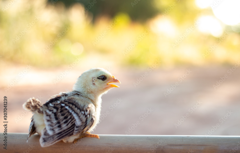 Obraz premium Cute small chicks In nature, the soft sunlight in the morning