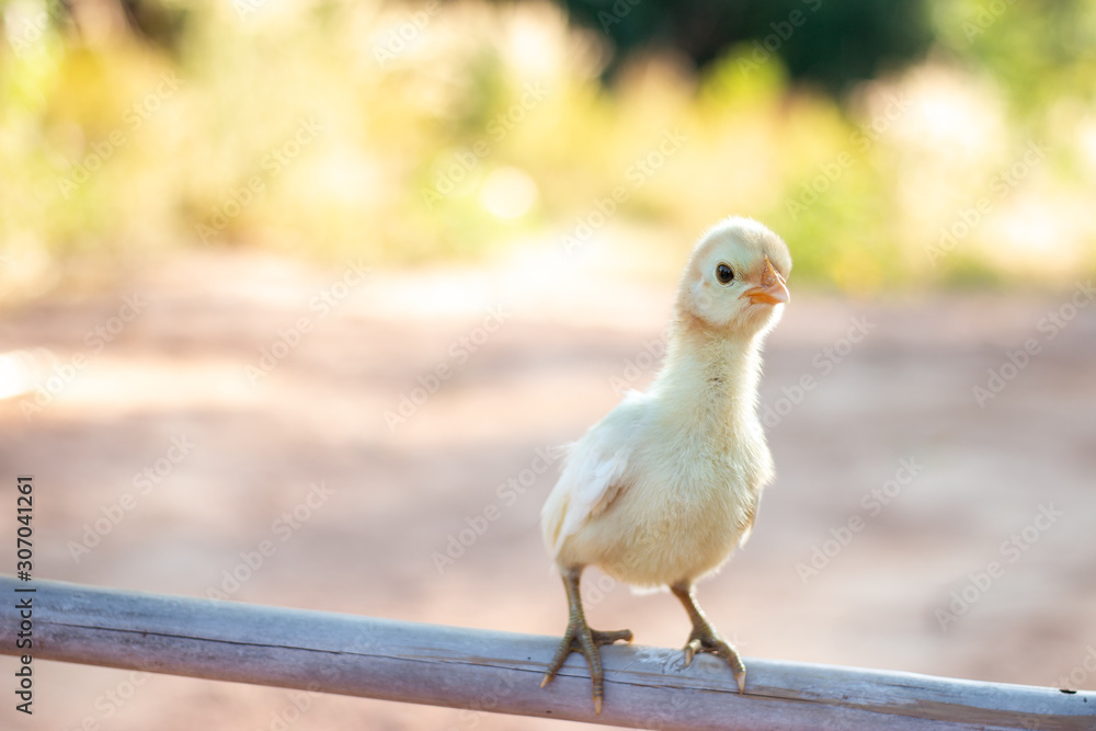 Obraz premium Cute small chicks In nature, the soft sunlight in the morning