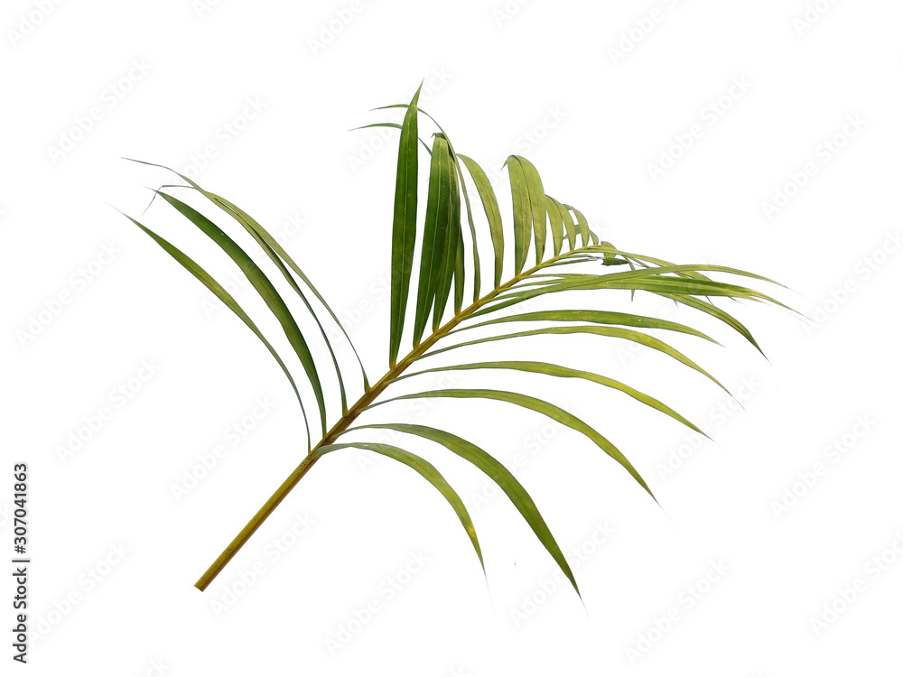 Fototapeta premium Bamboo palm leaves or palm leaf on white background. Green leaves or green leaf isolated on white background.