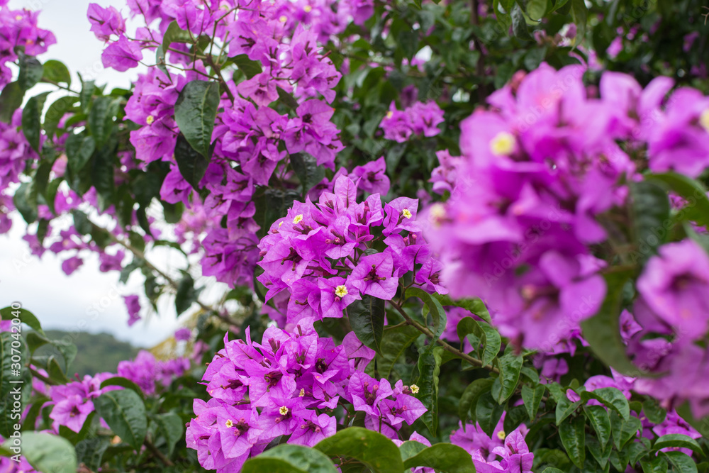 Pink flowers with yellow pole and bokeh and blurry effects with focus on flowers Pink flowers with yellow pole and bokeh and blurry effects with focus on flowers