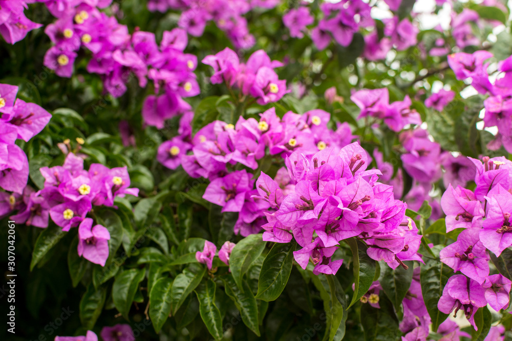 Pink flowers