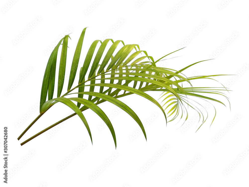 Bamboo palm leaves or palm leaf on white background. Green leaves or green leaf isolated on white background. Bamboo palm leaves or palm leaf on white background. Green leaves or green leaf isolated on white background.