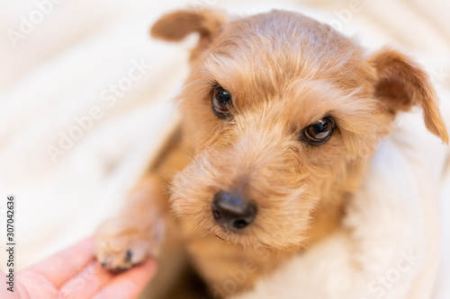 毛布に包まるノーフォークテリア犬