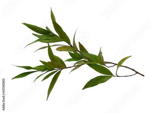Syzygium oleana leaf or syzygium oleana leaves on white background. Green plant or green tree Isolated on white background.