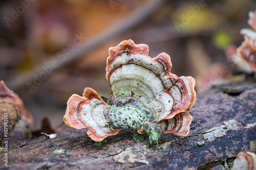 Stereum ostrea - False Turkey Tail photo