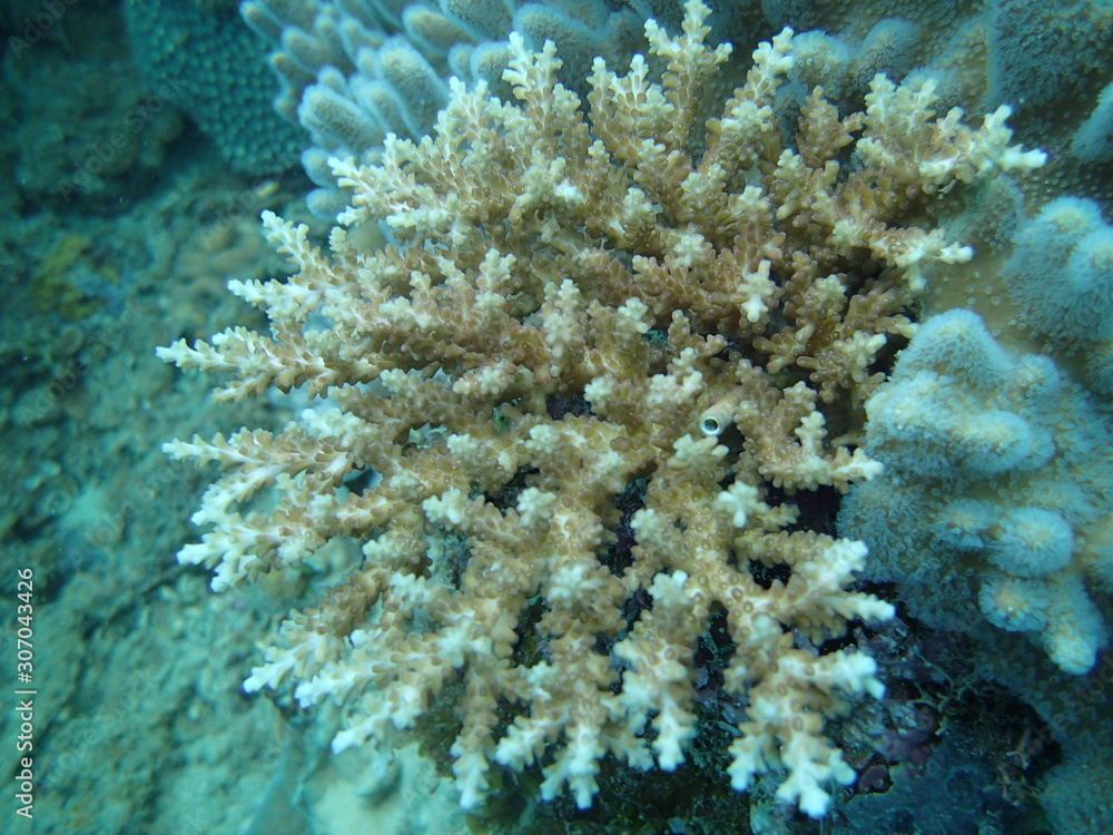coral found at coral reef area at Tioman lsland coral found at coral reef area at Tioman lsland