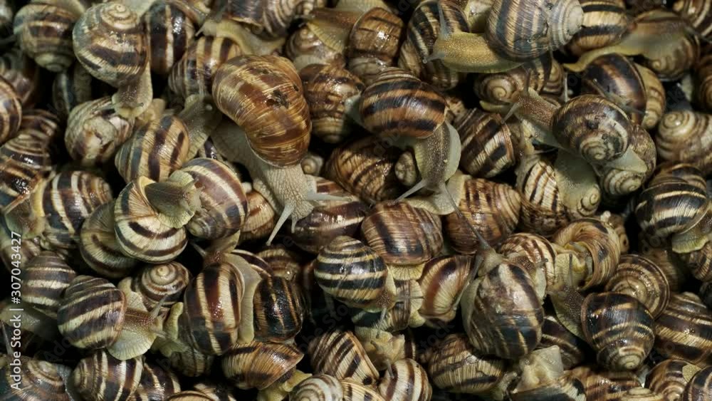 Active small snails on the farm during feeding. Background of live snails. Top view – 4K / 60fps Active small snails on the farm during feeding. Background of live snails. Top view – 4K / 60fps