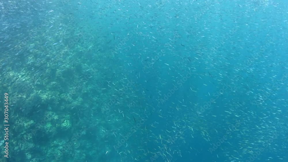 Silversides swarm near a reef dropoff in Raja Ampat, Indonesia. This tropical part of the western Pacific is home to some of the greatest marine biodiversity found on planet Earth. Silversides swarm near a reef dropoff in Raja Ampat, Indonesia. This tropical part of the western Pacific is home to some of the greatest marine biodiversity found on planet Earth.