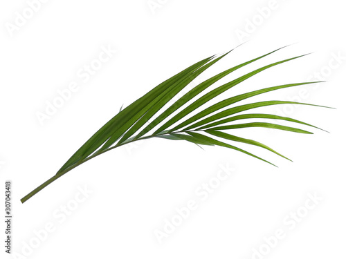 Bamboo palm leaves or palm leaf on white background. Green leaves or green leaf isolated on white background.