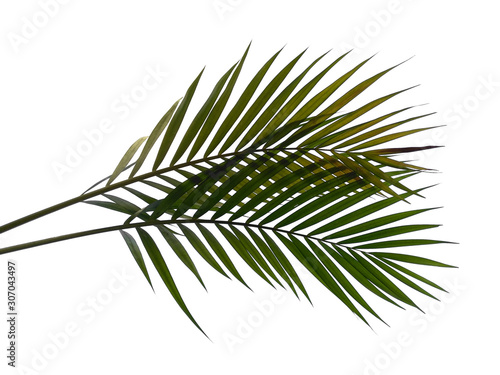 Bamboo palm leaves or palm leaf on white background. Green leaves or green leaf isolated on white background.