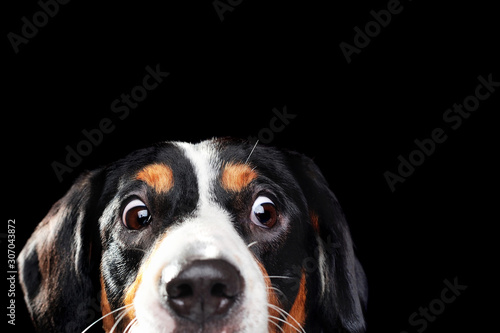 Close-up portrait of a dog with wide open eyes of amazement