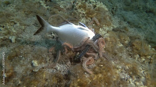  Time-lapse, Group of fireworms eat dead fish. Bearded Fireworm (Hermodice carunculata) Underwater shot. Mediterranean Sea, Europe. photo