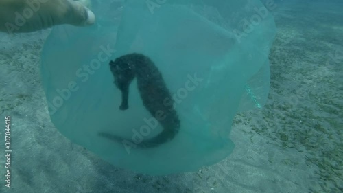 Male hand of diver-volunteer frees Seahorse entangled in plastic bag, POV underwater shot. Man rescues seahorse from transparent disposable plastic bag, first person video, plastic pollution of ocean