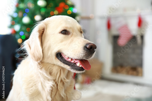 Cute dog in room decorated for Christmas
