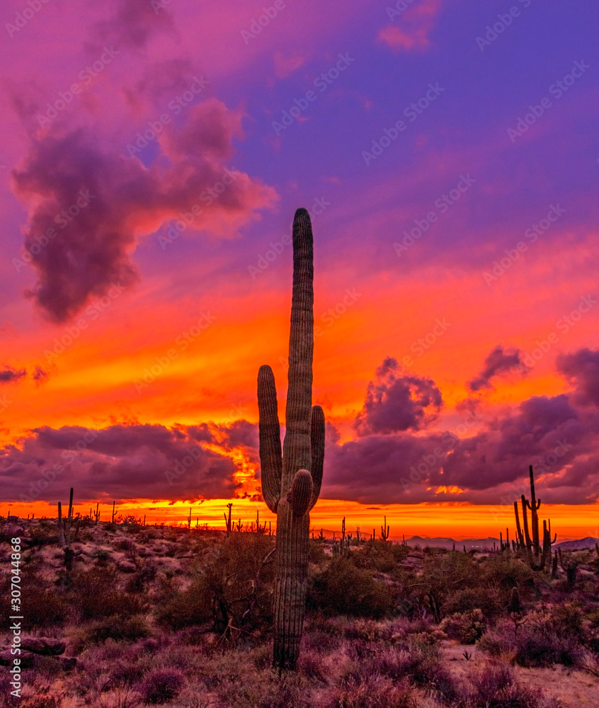 Vibrant Arizona Sunset With Cactus