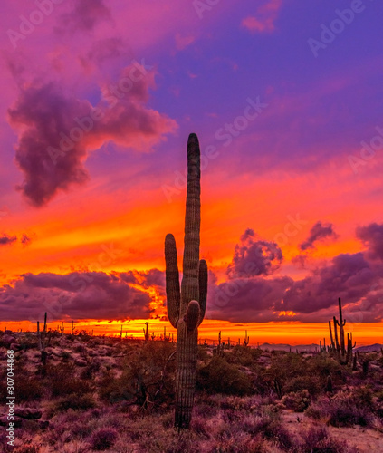 Vibrant Arizona Sunset With Cactus © Ray Redstone
