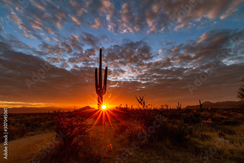 Lone Cactus At Sunrise Near Hiking Trail in North Scottsdale, AZ