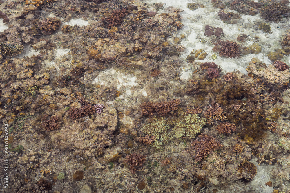 Roral reef around an island in Celebes Sea during low tide, which makes amazing scenery and shows small marine organisms. Remote islands in Bum Bum Island with healthy coral reef. Roral reef around an island in Celebes Sea during low tide, which makes amazing scenery and shows small marine organisms. Remote islands in Bum Bum Island with healthy coral reef.