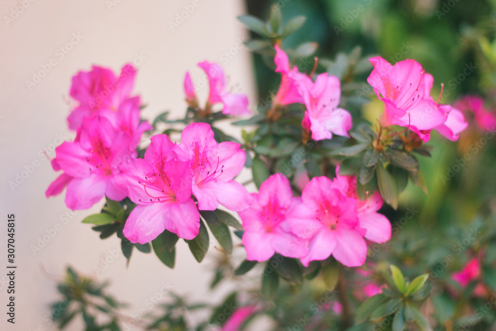 flores rosadas adornan el jardín 