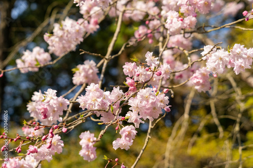 Cherry blossom flowers are start to bloom in Saga prefecture, JAPAN.