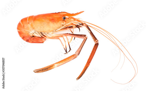 Closeup cooked shrimp isolated on white background