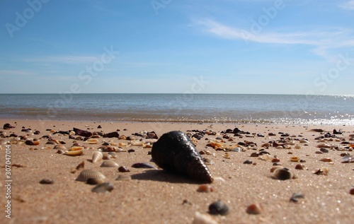 Shells on the beach