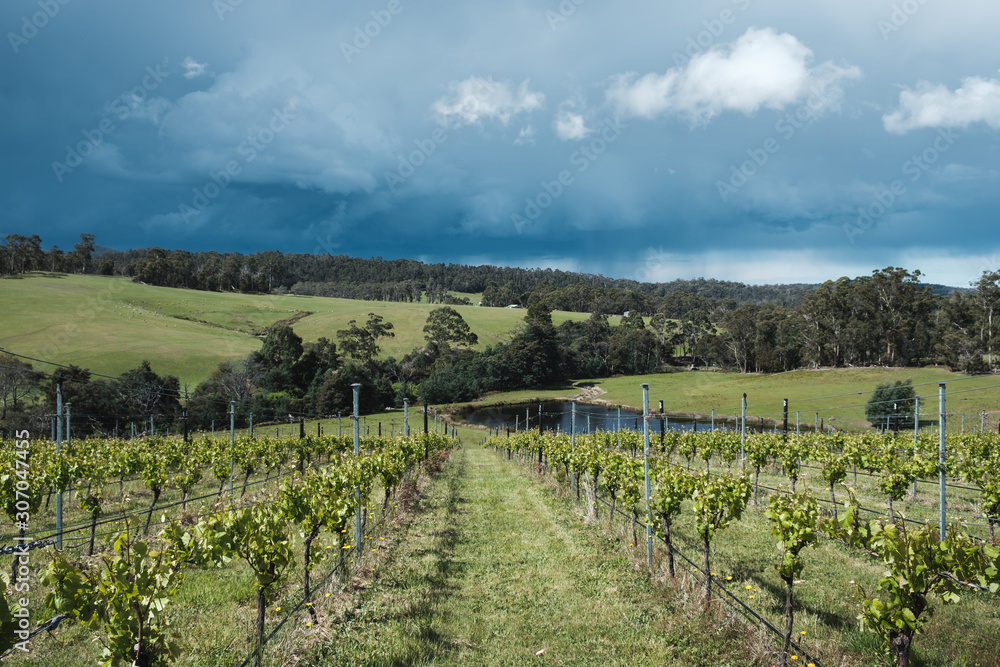 Vineyard in Tasmania before storm