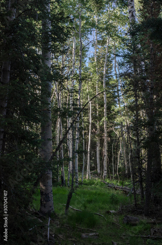 Fototapeta Naklejka Na Ścianę i Meble -  USA, Nevada, White Pine County, Great Basin National Park: Shade and darkness on the forest floor under a canopy of Aspen in this dark green spring scene.