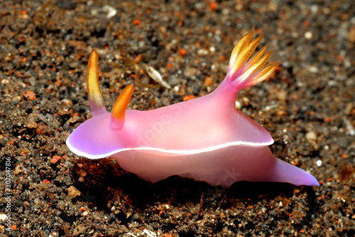 Nudibranch, Hypselodoris bullockii photo