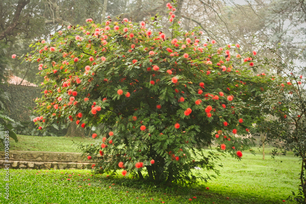 Flores en en un día de niebla en el jardín Flores en en un día de niebla en el jardín