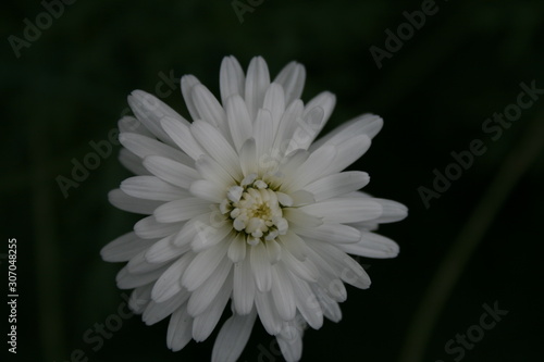 White flower