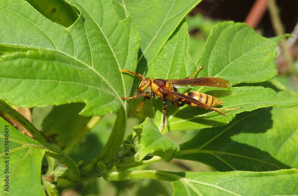 Big tropical wasp on green leafs background in Florida nature Big tropical wasp on green leafs background in Florida nature