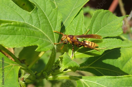 Fényképezés Big wasp on green leafs