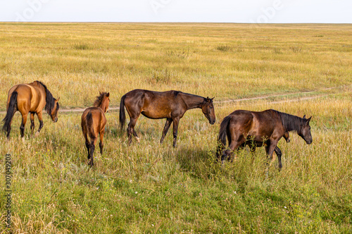 steppe yellow grass horse © Евгений Лукашенко