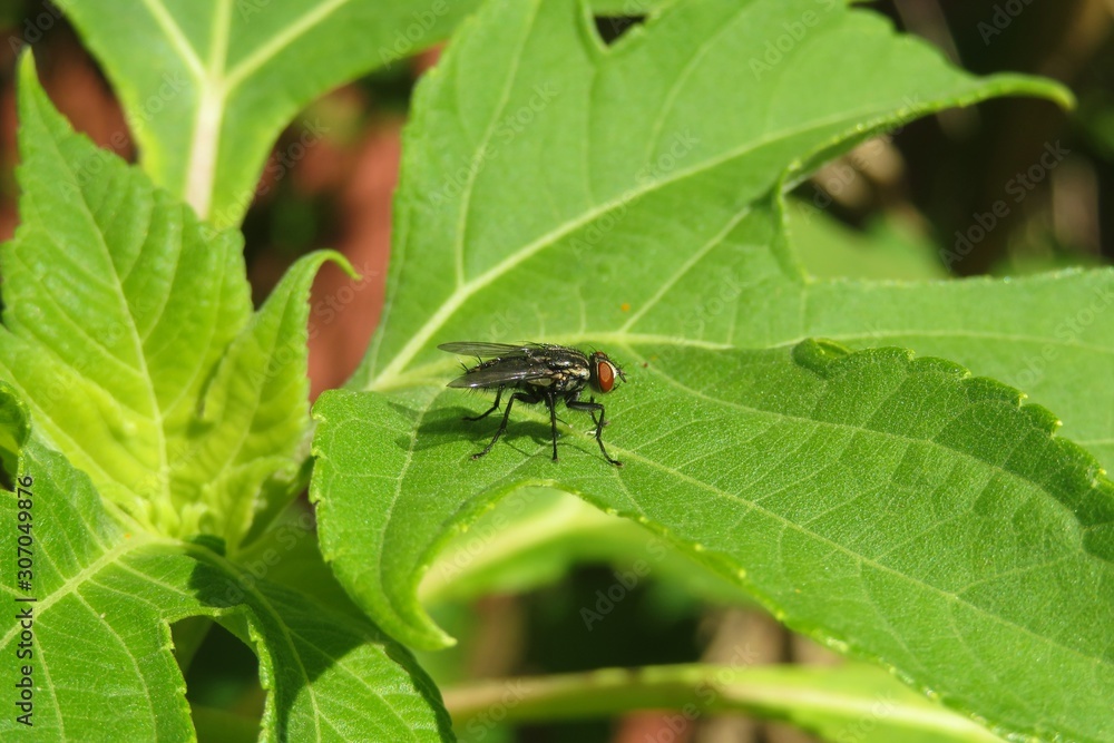 Fly on green leaf in Florida nature, closeup Fly on green leaf in Florida nature, closeup