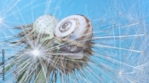 Very small snail crawls on dandelion seedhead on blue background. Low light, blue background. Macro shot 3:1, 4K - 50fps  photo