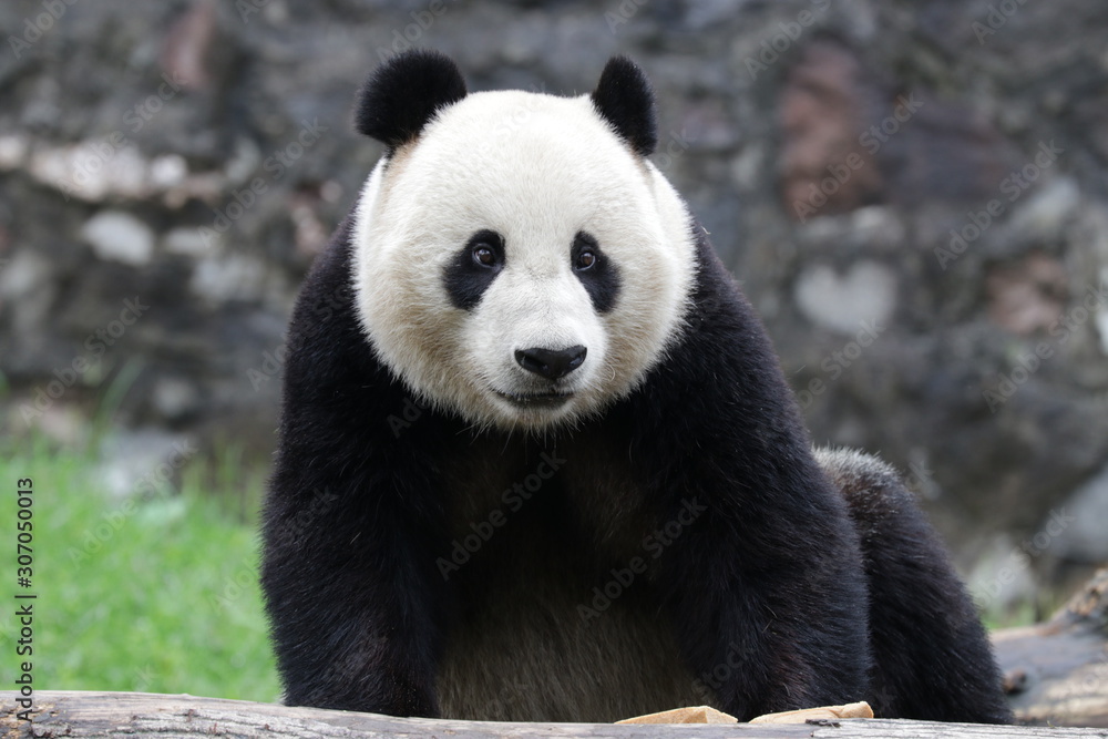 American Born Panda, Xiao Li Wu, China