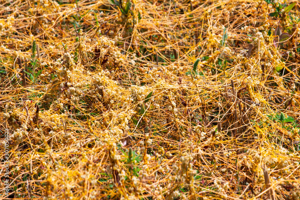 Dodder Genus Cuscuta is The parasite wraps Dodder Genus Cuscuta is The parasite wraps