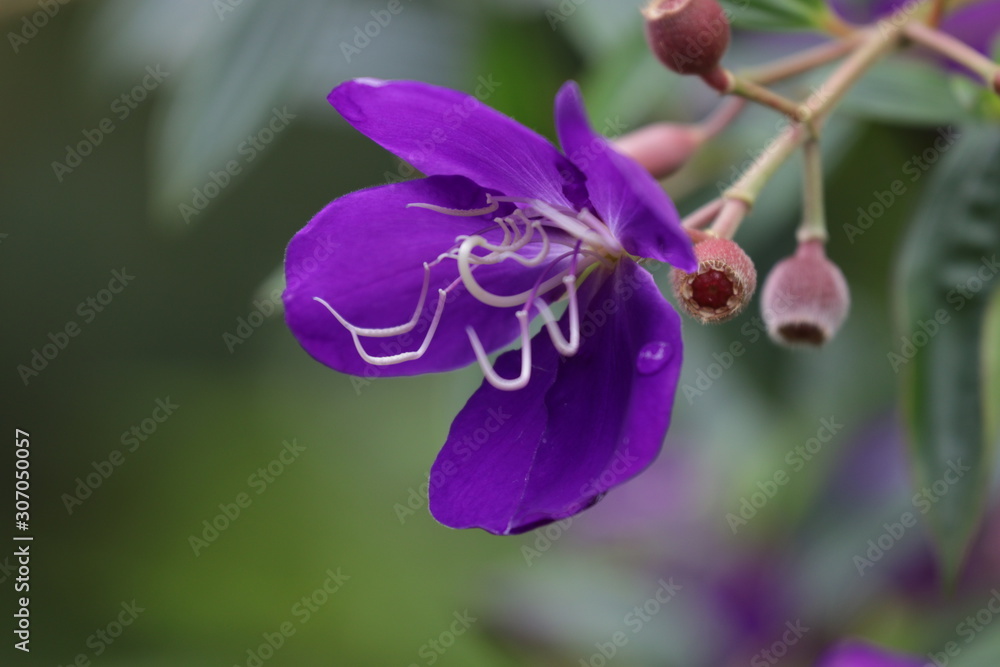 Close up Purple Flower, Tibouchina urvilleana in the Park Close up Purple Flower, Tibouchina urvilleana in the Park