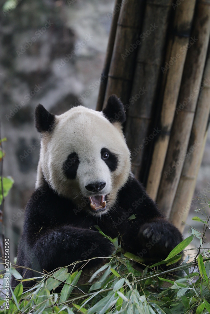 Close up American Born Panda, Tai Shan, Wolong, Panda Paradise, China