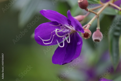Close up Purple Flower  Tibouchina urvilleana in the Park