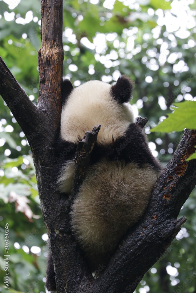 Obraz premium Close up Furry Back of Little Panda , sitting on a Tree