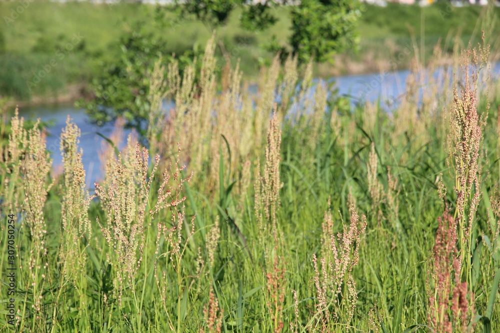 Weed spikes growing on the riverside