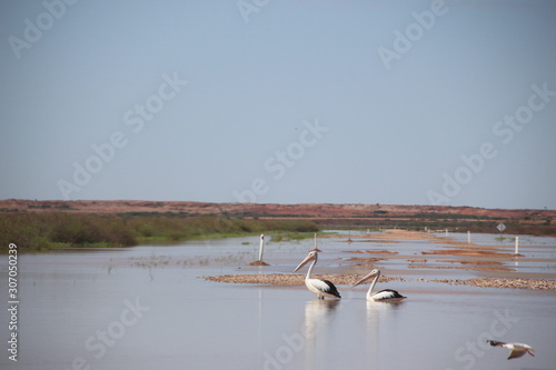 Pelicans in the outback