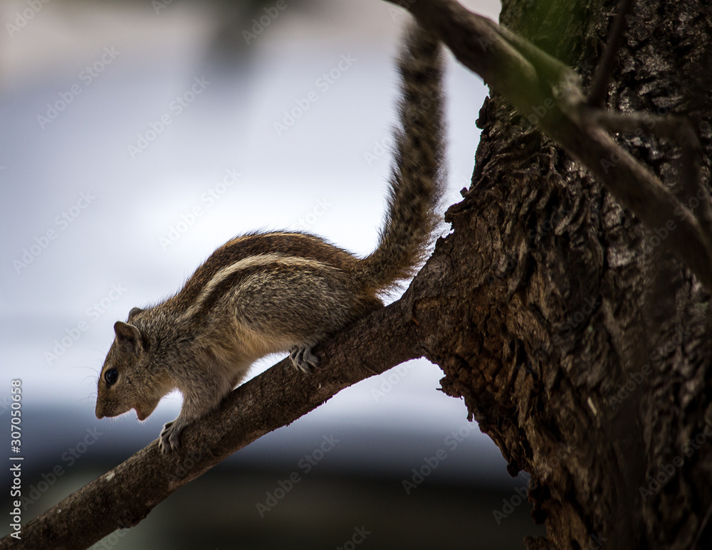 Obraz premium Portrait of a Squirrel
