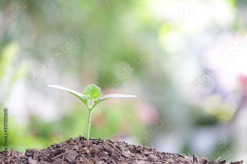 small growing green plant with sunlight bokeh
